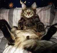 [Picture of a MaineCoon Cat]