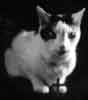 [Picture of a black and white cat]
